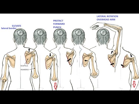 Anatomy 146 Scapula Movements Muscles Winging of Scapula Upper Limb PYQ Solved question