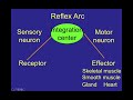 Reflex Arcs and Responses