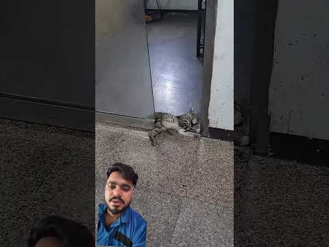 Duckling saves seriously injured cat 🐥 #DuckRescue #CuteAnimals #AnimalRescue