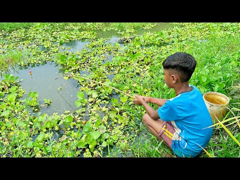 Best Fishing Video 🎣Village Little By hunting catching koi fish by rod side in the Rice Field Canal