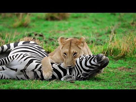 Depredadores Sueltos… Los Asesinos Más Letales del Reino Animal