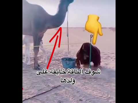شوف الناقة خايفة على ولدها 💔🐫