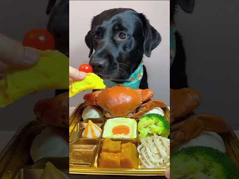 Tasty Meals = Happy Dog: What to Feed Your Furry Friend