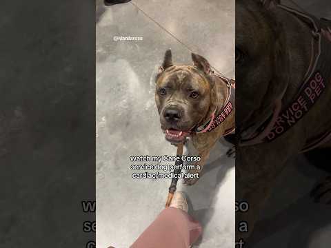 Kora is scent trained❤️🩹🐺