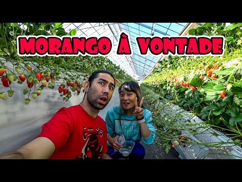 RODÍZIO DE MORANGOS NO JAPÃO - Japão Nosso De Cada Dia