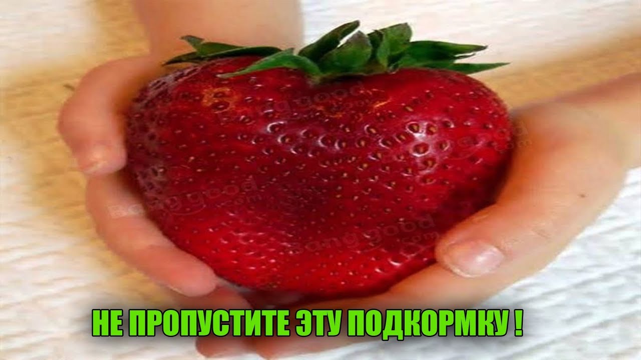 Клубника вырастет размером с яблоко. Успейте сделать эту подкормку в начале цветения