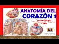 Anatomía y Función del Corazón