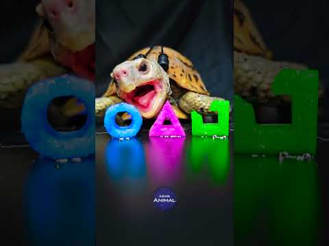 Squid Game ASMR Mukbang Eating Blue Pink Green 🦑 Turtle Tortoise