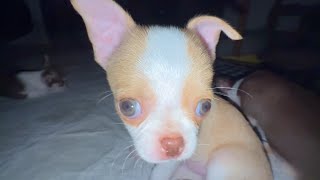 A Cute Glimpse Into Chihuahua Puppy Life
