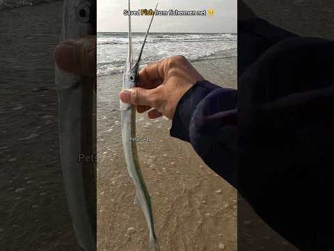 Freedom swim: i saved this fish from fisherman net 🥺