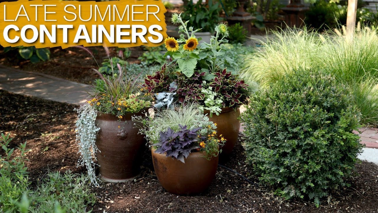 Late Summer Containers #48