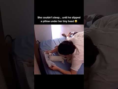 my puppy is the same way omg #viral #memes #cute #cat #cats