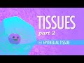Understanding Epithelial Tissue