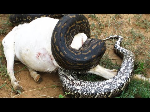 Cobra gigante se deu mal | foi inacreditável