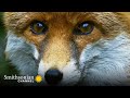 Red Fox Behavior and Adaptations