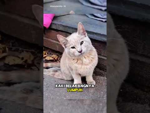 Kucing Lumpuh yang Tak di Inginkan😢