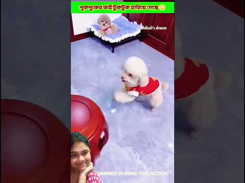 pukpuk's brother Tuktuk is lost🥰#trending #shortvideos #shorts #comedy #cute #pets #short #viral