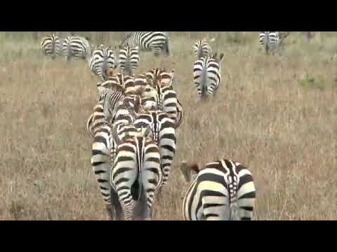 RANDILEN Wildlife Management Area Tanzania