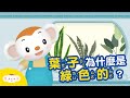 Understanding Plant Leaves and Colors