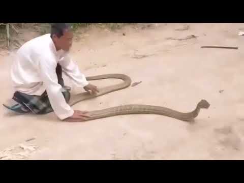 King cobra #ularberbisa