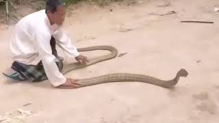 King cobra #ularberbisa