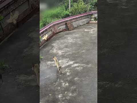 Eagle chases chicks: Mom hen's brave love ❤️#mother #bravery #chick