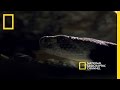 Diamondback Rattlesnakes in the Sonoran Desert