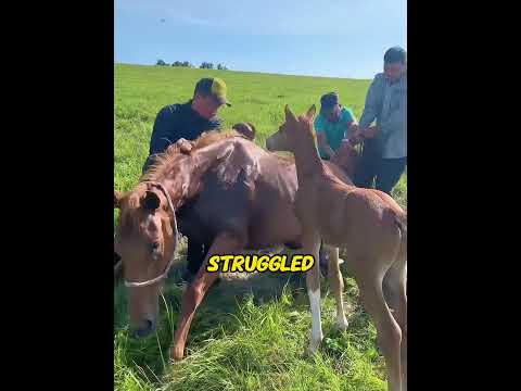 Baby horse stopped a car to save his dying mom. Years later, what he does breaks hearts!😭❤️