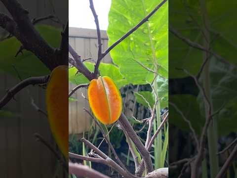 Trái khế biến thành vàng