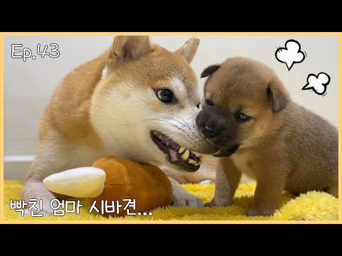어미는 참을 수 없었다... #shorts