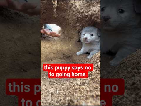 Cute Puppy REFUSES toGo Home🐕😅#shorts