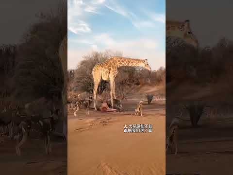 Wild dogs surround giraffes. Amazing animals are here. Animal World. Highlights of Animal World.