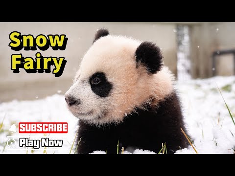 Sweet Frosting Pandas Exploring Winter Wonderland | iPanda