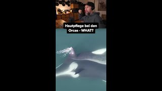 Orcas haben eine Skincare-Routine 🤣