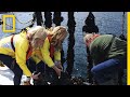 Mussel Harvesting in Ireland