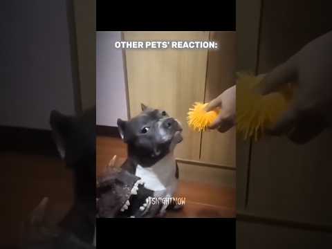 The Last Cat Was Built Different ๐