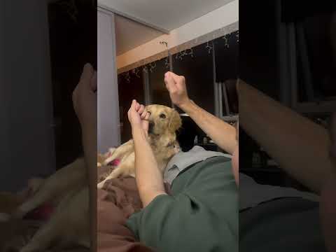 This golden retriever loves magic #goldenretriever #dogs #cute
