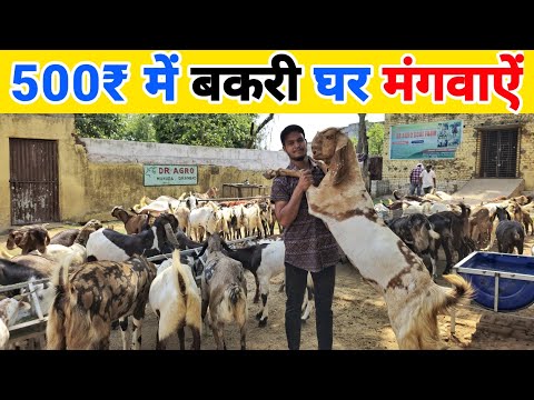 बकरी मंगवाऐं घर पर 🎁  होम डिलीवरी | Bakri kaha se kharide