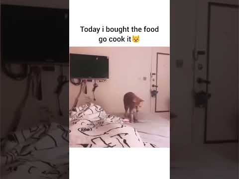 😂How Bro Threw It 🤣🤣#cat #catlover #CatVideos #CatMemes