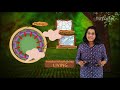 Tree Growth and Bark Functions