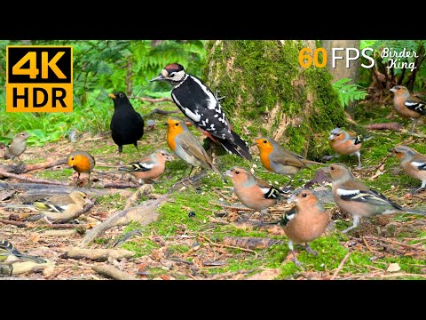 Cat TV for Cats to Watch 😺🐦‍⬛ The Cutest Birds in the Forest 🐿 8 Hours 4K HDR 60FPS