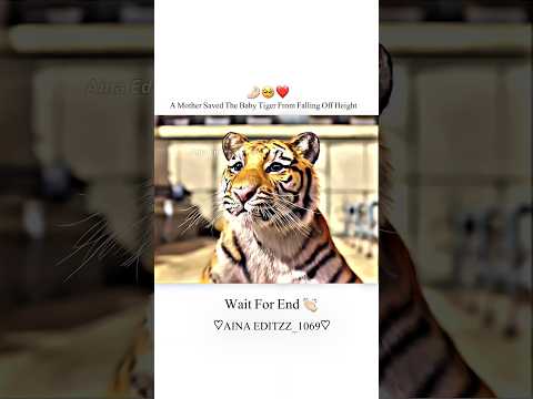 A Mother saved the baby tiger from falling off height🥺❤️✨|| #shorts #emotional #love #lifequotes