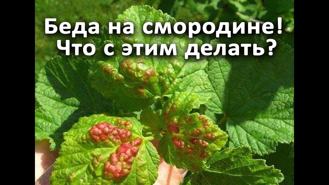Беда на смородине! Что с этим делать?