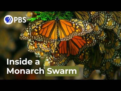Watch a Breathtaking Monarch Butterfly Swarm(5億隻群居帝王斑蝶)