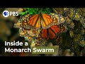 Monarch Butterflies and Hummingbirds