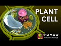 Exploring Plant Cell Structure and Functions
