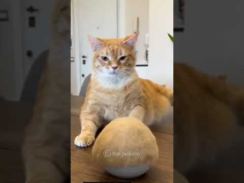 He Made His Cat The Cute And Unique Gift😍 #shortsfeed