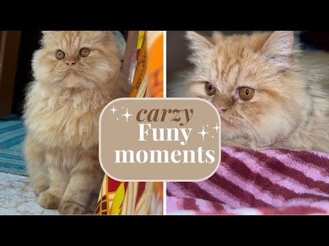 From Cute kitten to Crazy kitten:Funniest Cat Playtime Caught on Video! 😹🎭