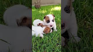 3 machinhos nascidos em 23/02/2025. Canil Jack Co. - Jack Russell Terriers - (45) 9.9828.0395