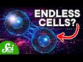 Understanding iPSCs and Their Impact